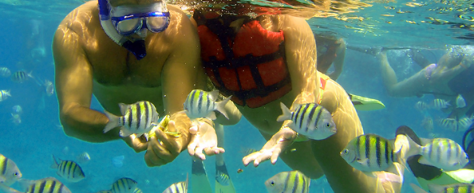 Catalina Island Snorkeling