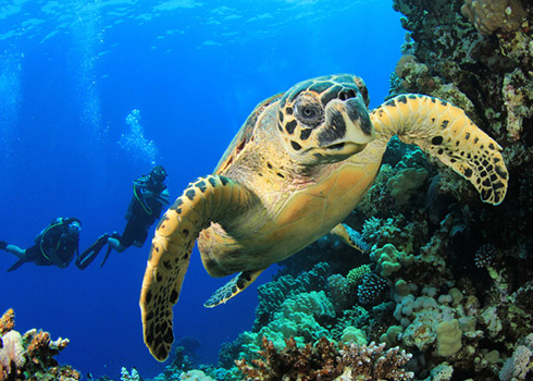 Catalina Scuba Diving